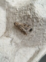 Cataclysta lemnata