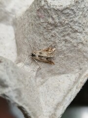 Cataclysta lemnata