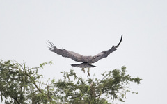 Polemaetus bellicosus