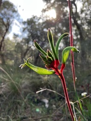 Anigozanthos manglesii