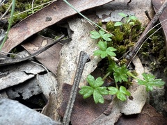 Hydrocotyle foveolata