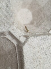 Argyresthia goedartella
