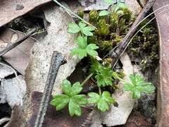 Hydrocotyle foveolata