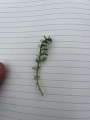 Matricaria chamomilla