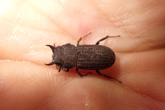 Velutinodorcus carinulatus