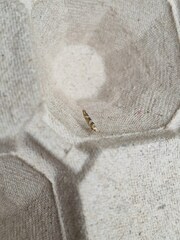 Argyresthia goedartella