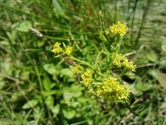 Rorippa sinuata
