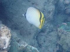 Chaetodon vagabundus