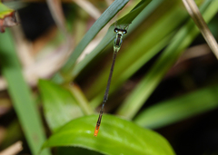 Agriocnemis dobsoni