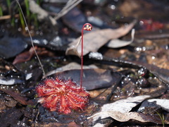 Drosera spatulata