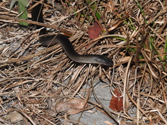 Cryptophis nigrescens