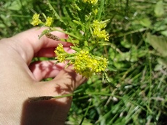 Rorippa sinuata