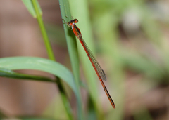 Agriocnemis dobsoni