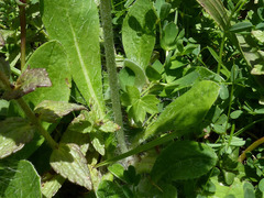 Pilosella officinarum