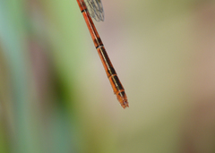 Agriocnemis dobsoni