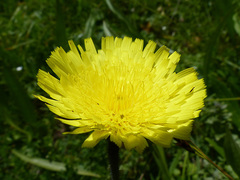 Pilosella officinarum