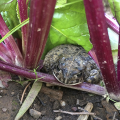 Vandijkophrynus angusticeps