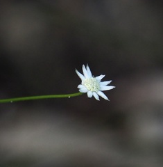 Actinotus minor