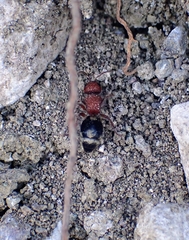 Ronisia brutia