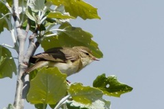 Phylloscopus trochilus