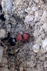 Ronisia brutia