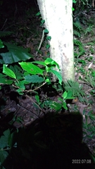 Maesa perlaria formosana