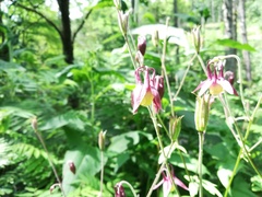 Aquilegia
