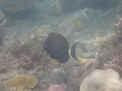 Acanthurus nigricauda