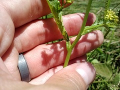 Rorippa sinuata