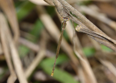 Agriocnemis dobsoni