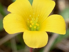 Oxalis perennans