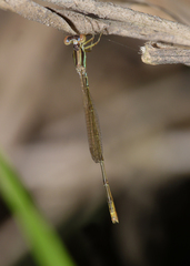 Agriocnemis dobsoni