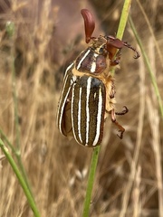 Polyphylla