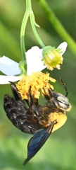 Xylocopa minor