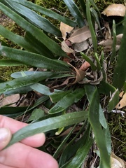 Pyrrosia confluens