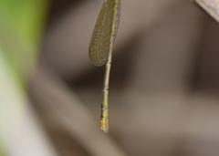 Agriocnemis dobsoni