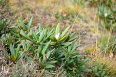 Rhododendron caucasicum