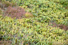 Rhododendron caucasicum