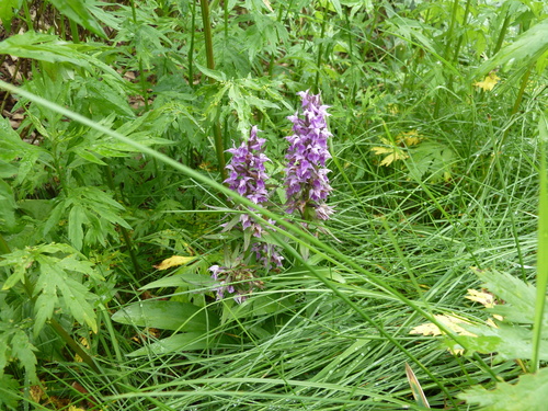 Image of Dactylorhiza aristata by (c) Andreas Taeger, some rights reserved (CC BY)