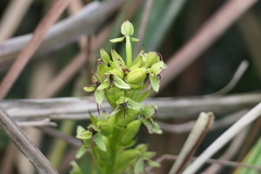 Habenaria repens