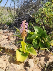 Satyrium erectum