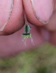 Ischnura asiatica