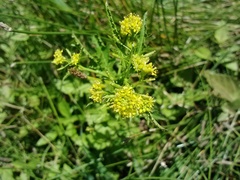 Rorippa sinuata