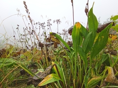 Allium victorialis