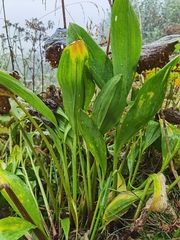 Allium victorialis