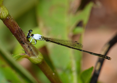 Agriocnemis dobsoni
