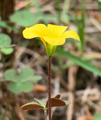 Oxalis perennans