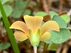 Oxalis perennans