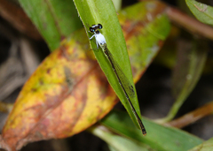 Agriocnemis dobsoni