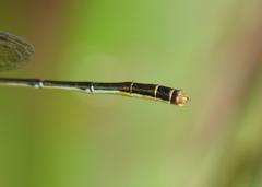 Agriocnemis dobsoni
